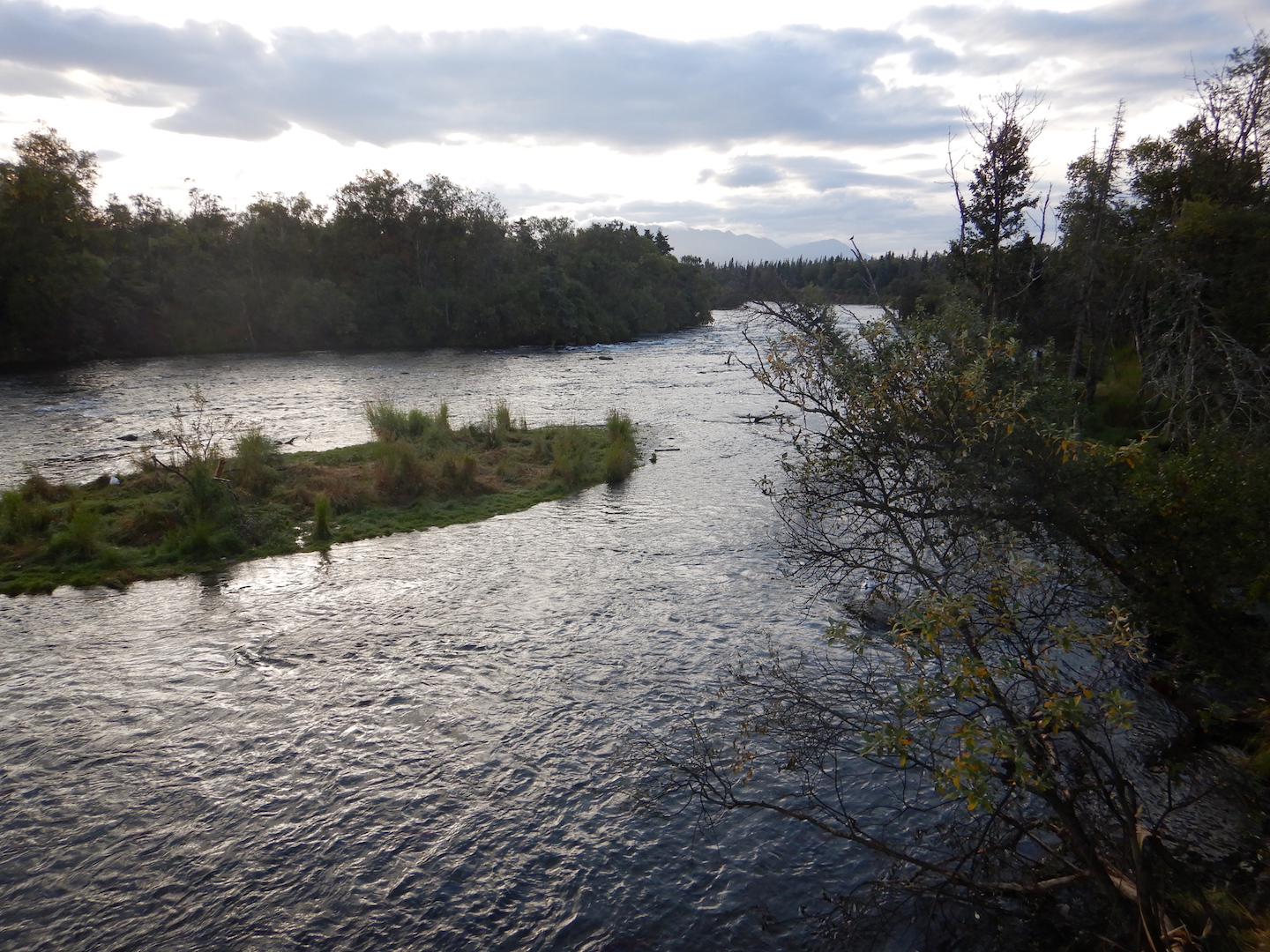view of river bordered by forest