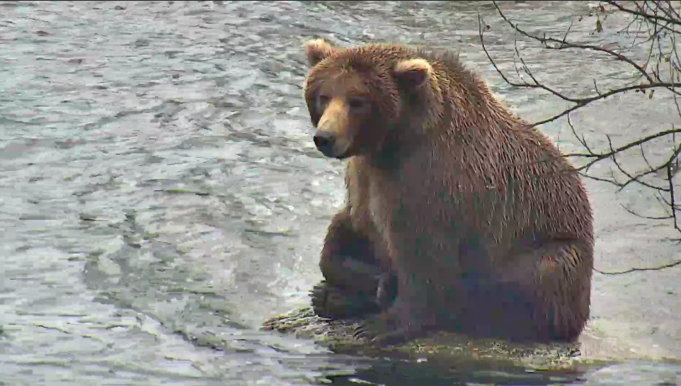 bear sitting on rock in river