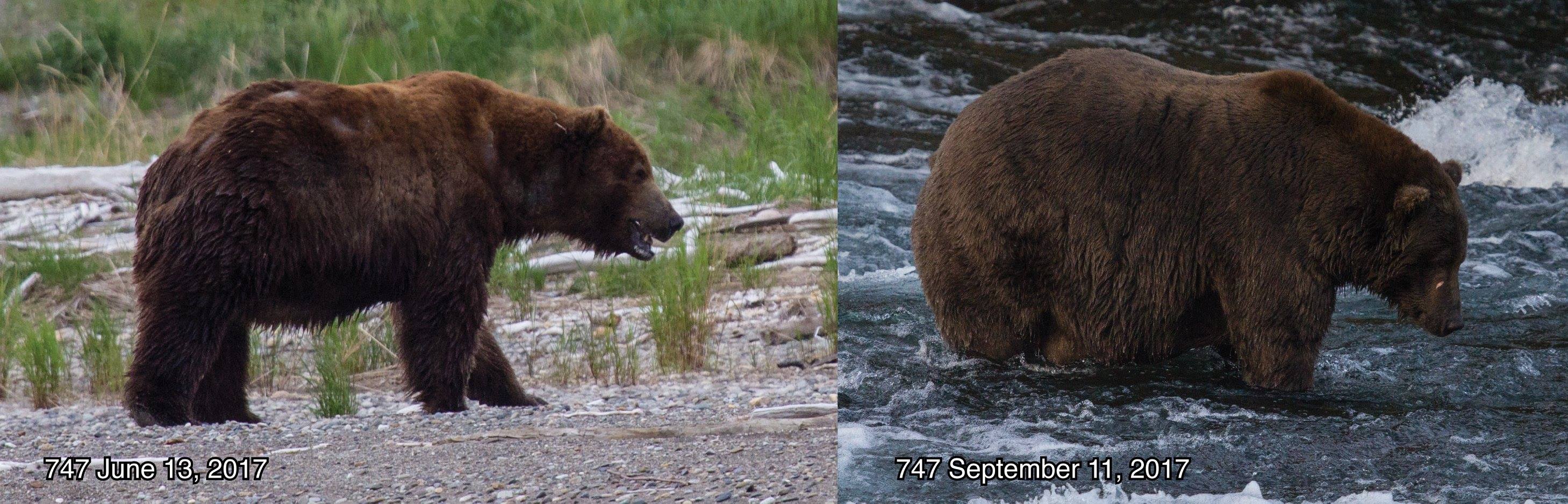 Side-by-side comparison of bear in late spring and late summer. Text reads, "747 June 13, 2107" "747 September 11, 2017"