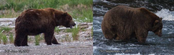 Side-by-side comparison of bear in late spring and late summer. Text reads, "747 June 13, 2107" "747 September 11, 2017"