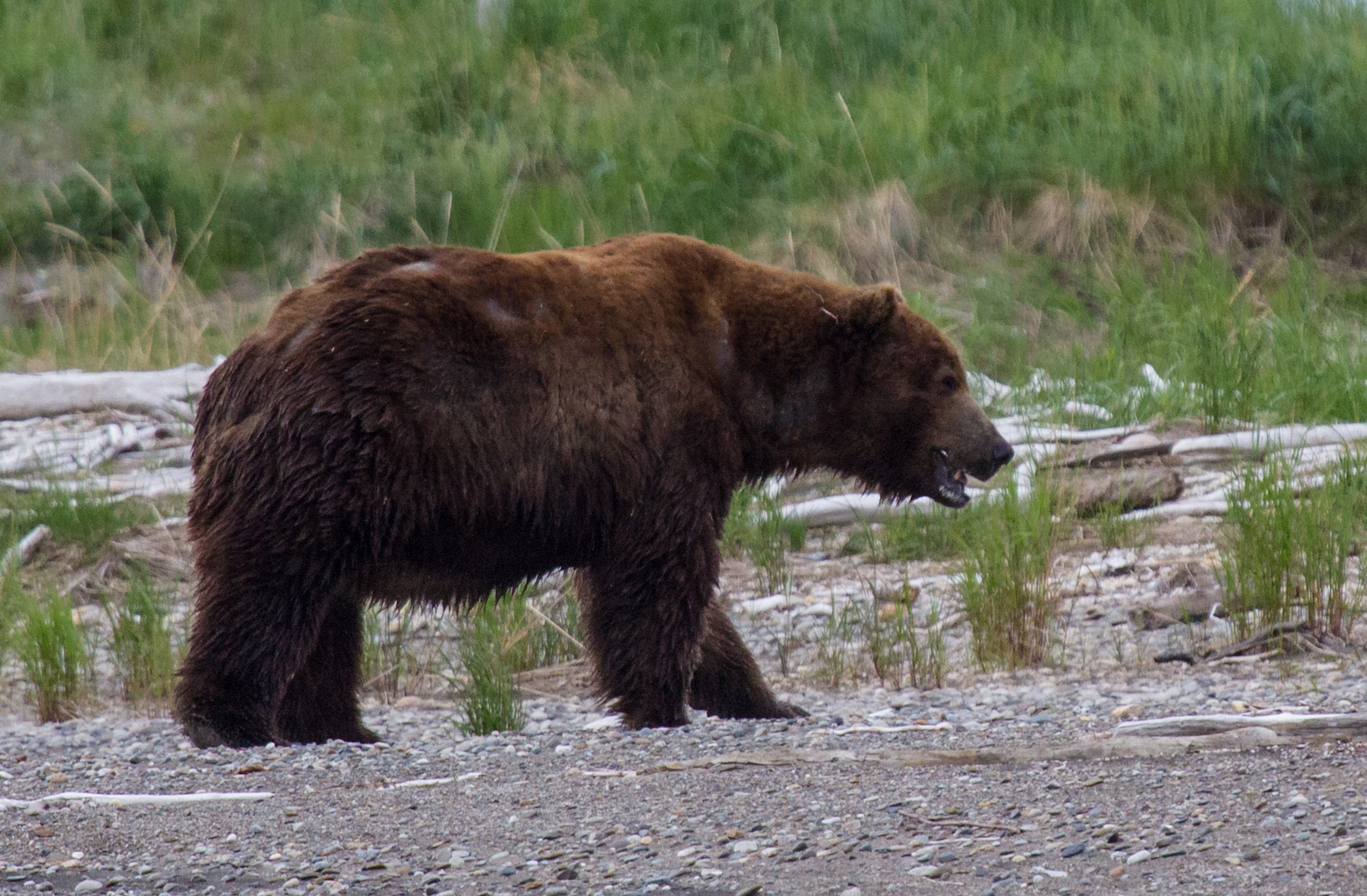 Large brown bear