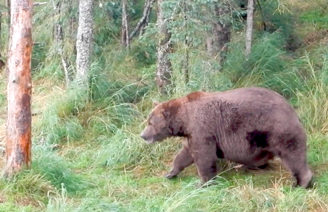 Fat bear walking in grass