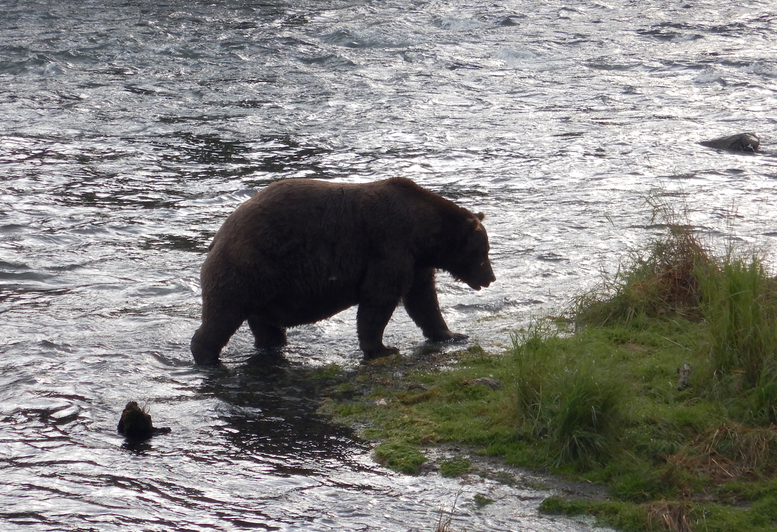 fat bear walking in shallow water near grass