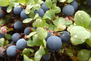 blueberries and blueberry leaves