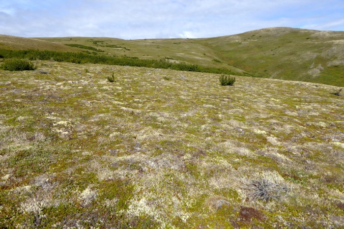 tundra and view of low mountain