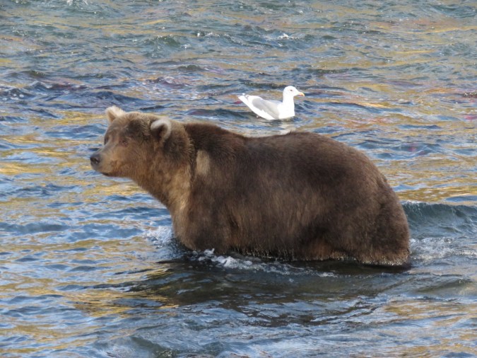bear standing in water with gull in background
