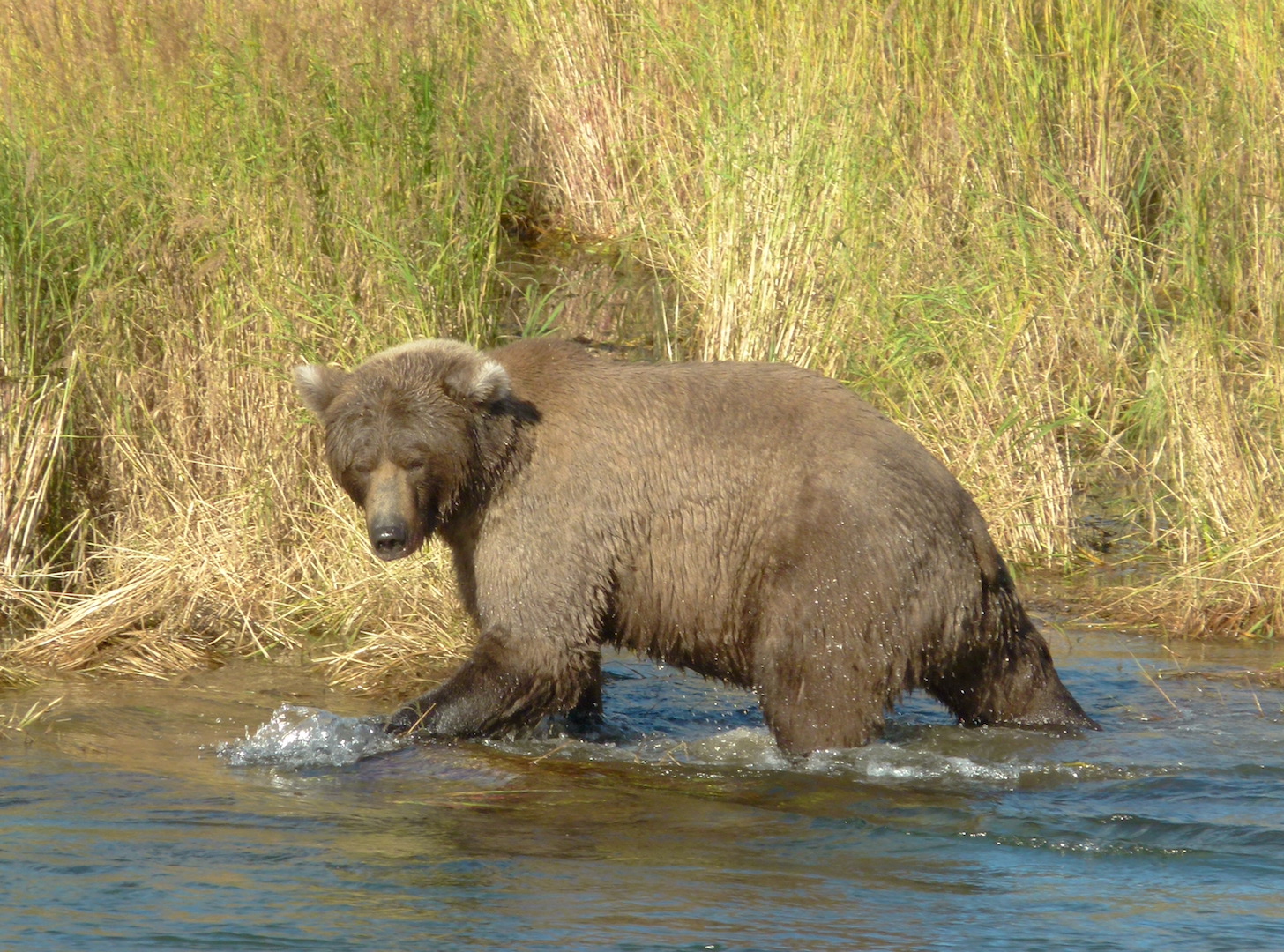 bear walking in water next to grassy bank