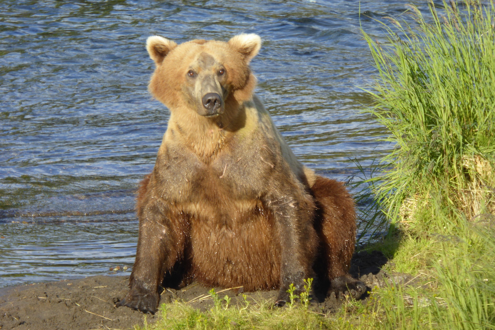 brown bear sitting and looking towards camera