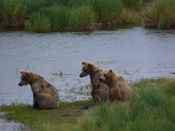 bear family with older cubs sitting on grassy island