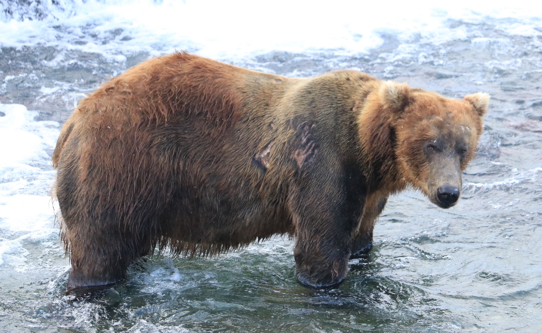 brown bear standing in water