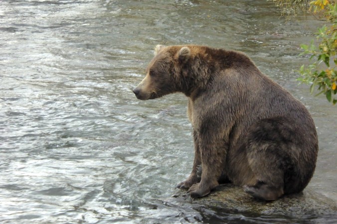 brown bear sitting on rock surrounded by water