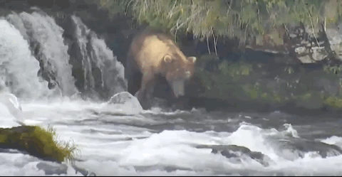 GIF of bear on left moving away from approaching bear who appears at right.