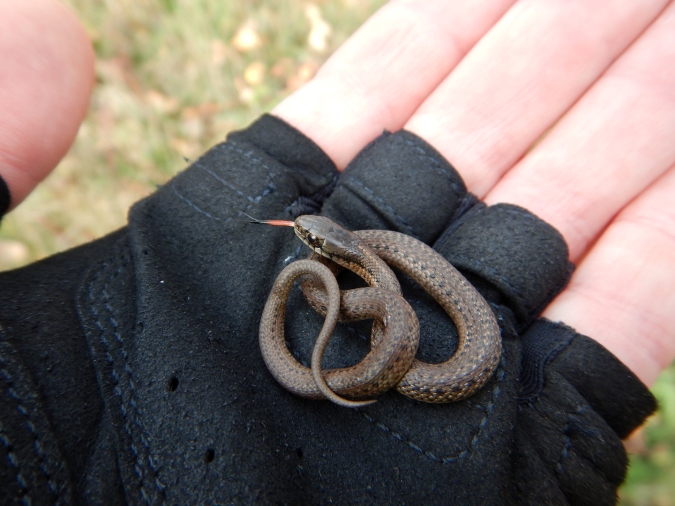 tiny snake in palm of gloved hand