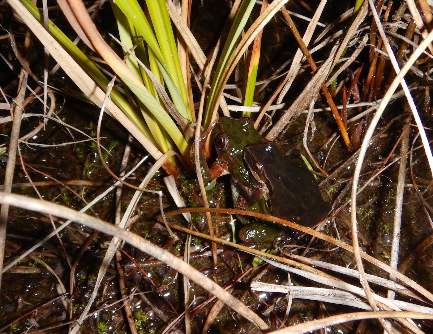 frogs in amplexus