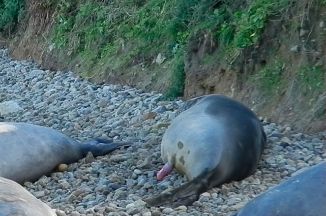 elephant seal resting on side with penis emerging