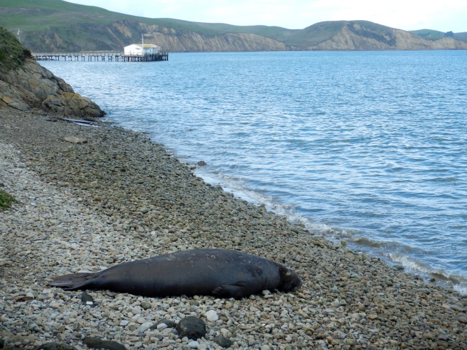 seal resting on cobble beach, dock and boathouse in background