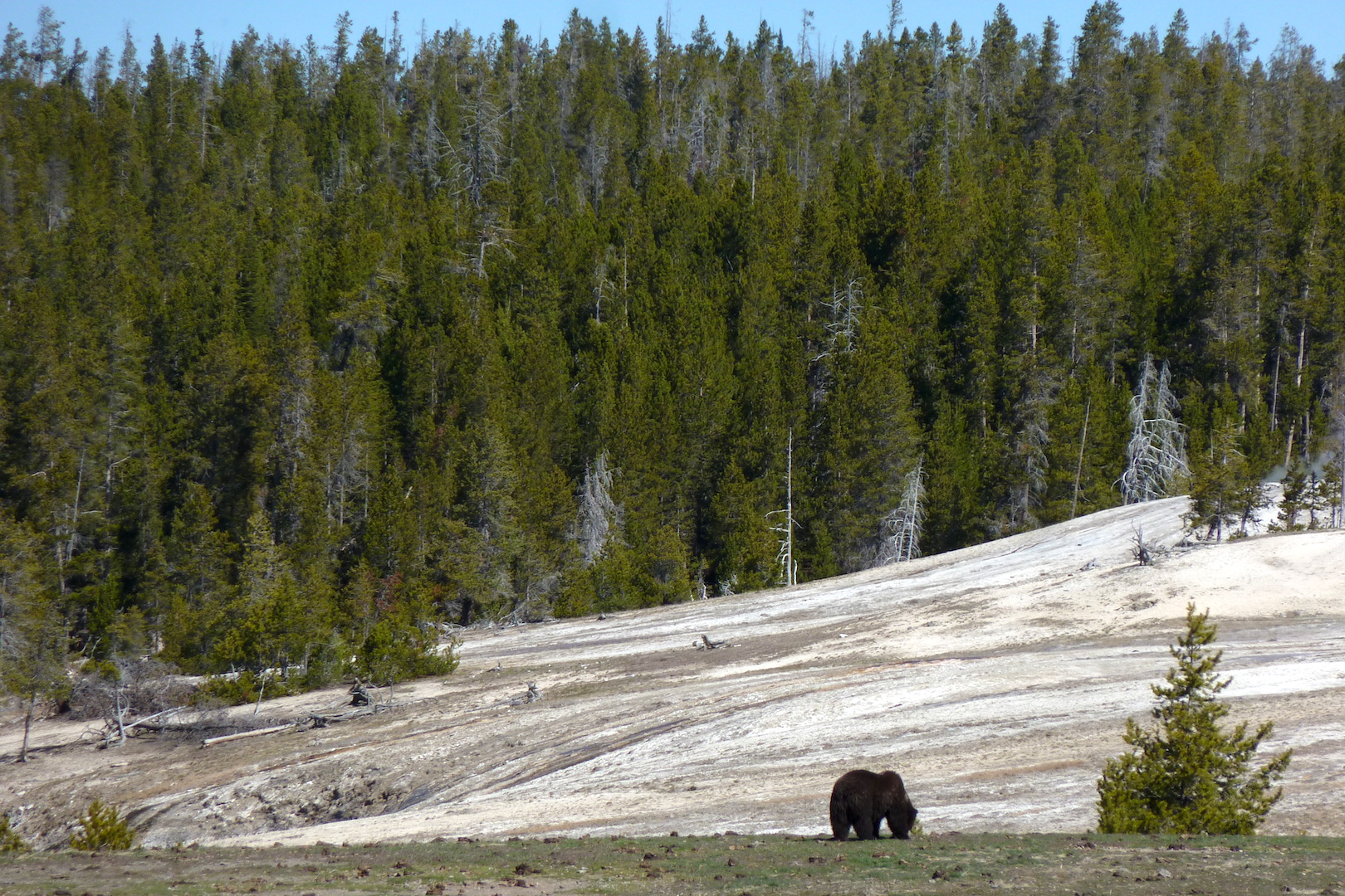 bear grazing on vegetation with travertine and forest in background