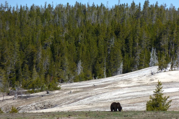 bear grazing on vegetation with travertine and forest in background