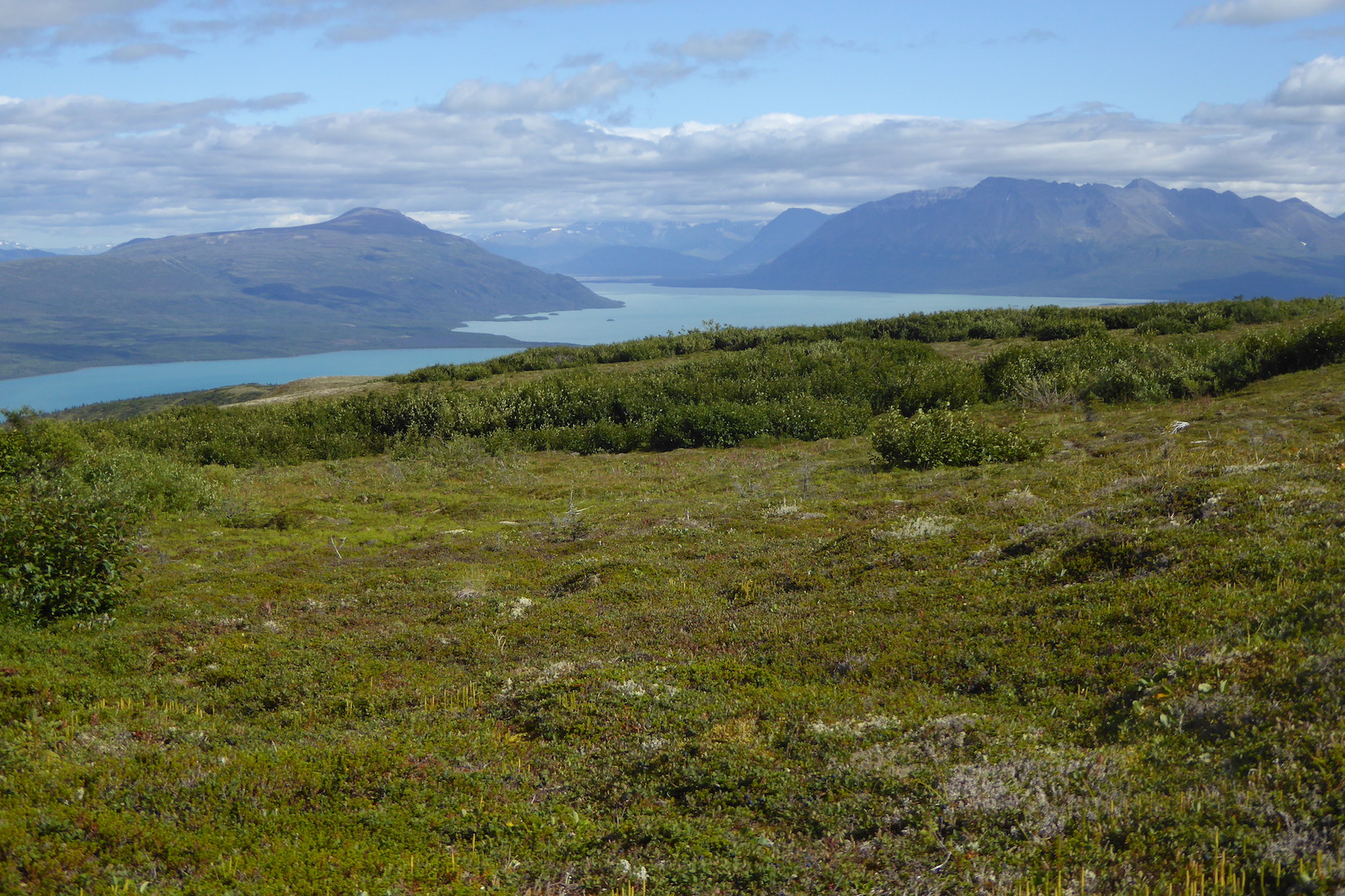 view of tundra and shrubs with mountains and lake in background