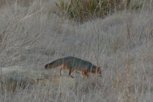 fox walking through dry grass