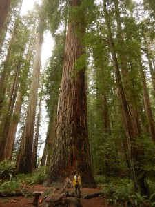 person standing at base of large redwood tree
