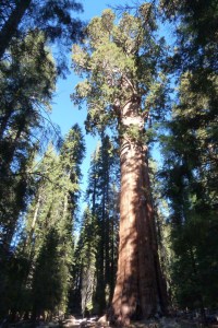 silhouette of very large Sequoia tree