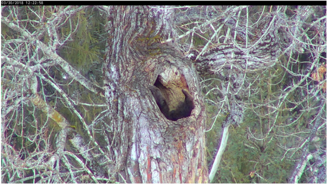 bear feet sticking out of hole in tree trunk