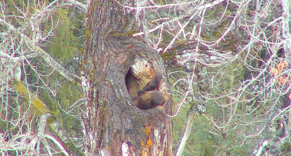 black bear in tree cavity