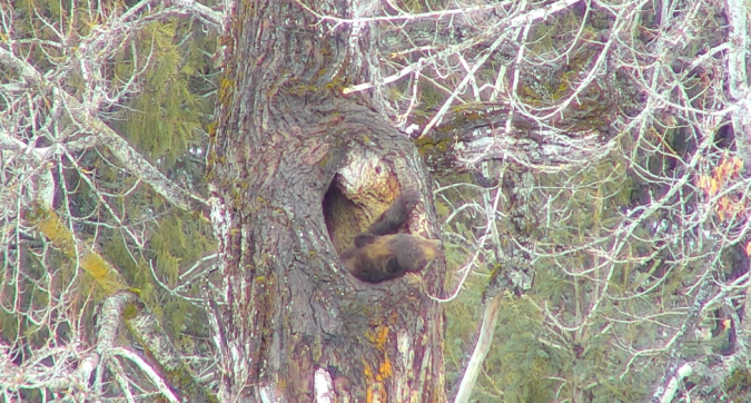 black bear in tree cavity