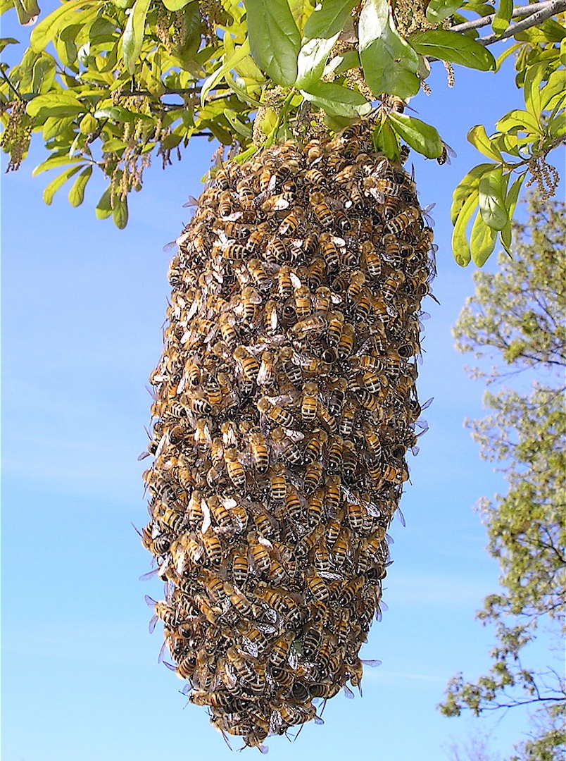 swarm of honeybees clumped together on a tree branch