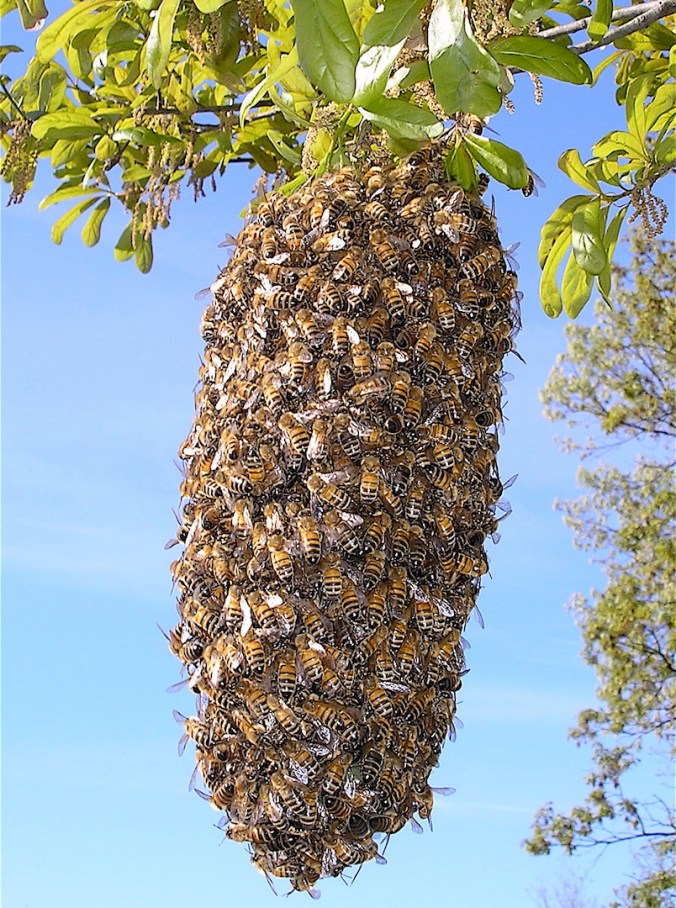 swarm of honeybees clumped together on a tree branch