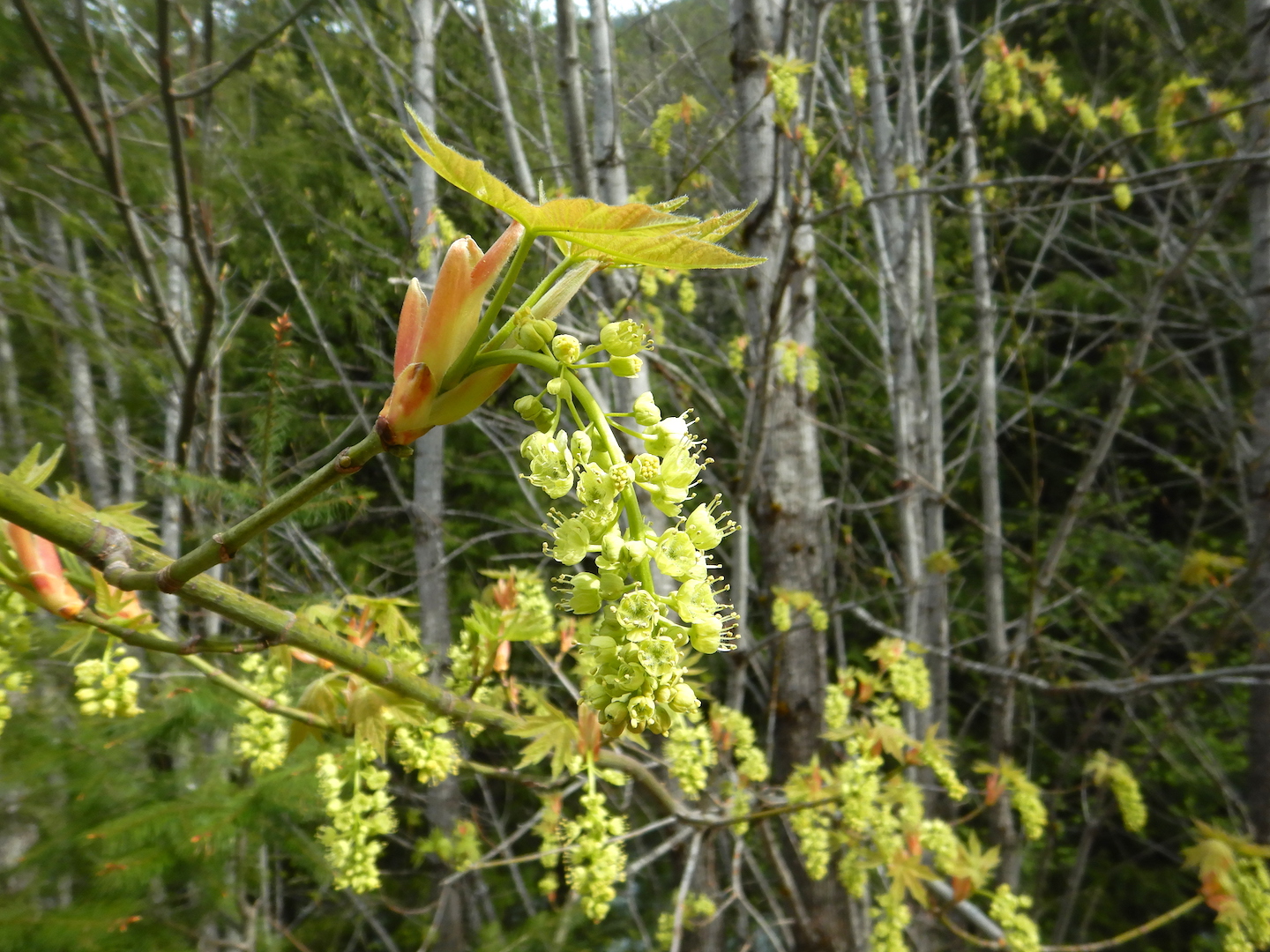 green flowers at the end of a maple branch