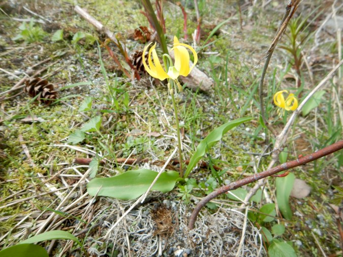 yellow-flowered lily
