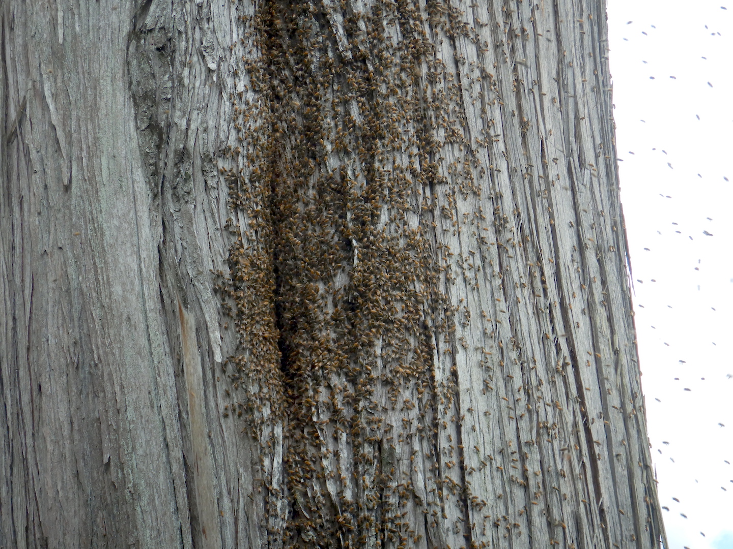 swarm of bees at narrow entrance to a tree cavity