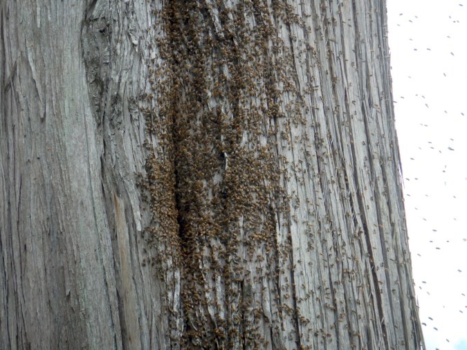 swarm of bees at narrow entrance to a tree cavity
