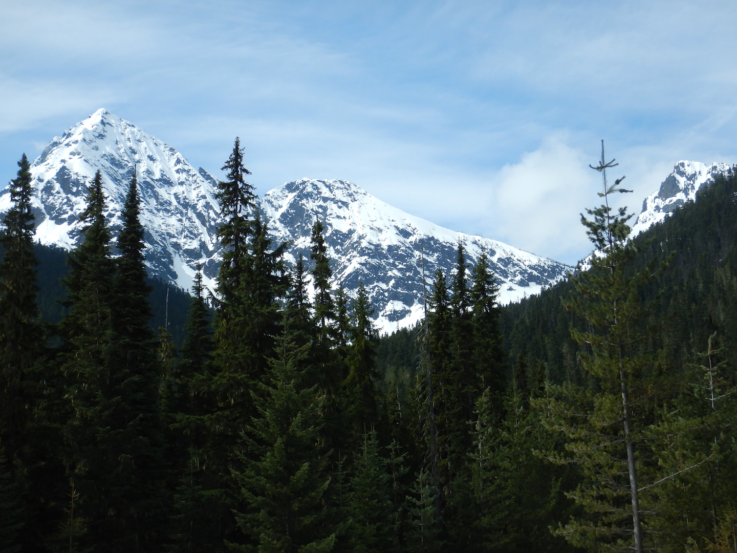 view of snow-capped mountains and coniferous forest