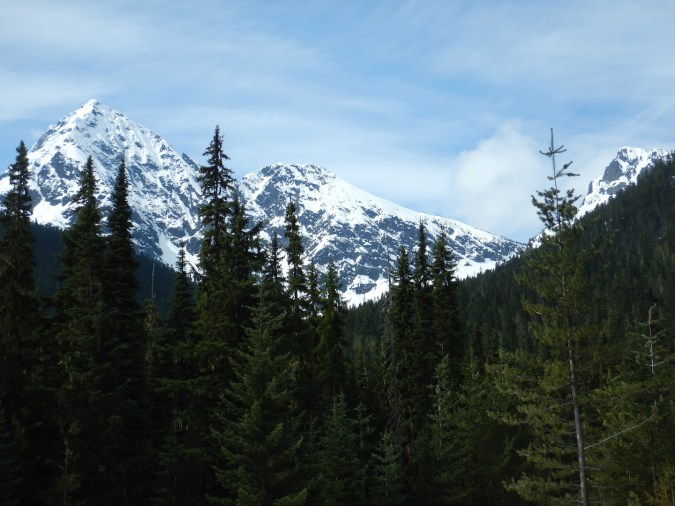 view of snow-capped mountains and coniferous forest