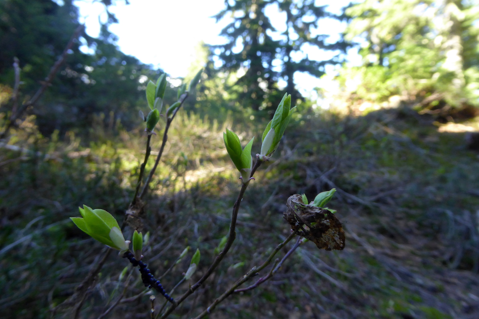 new leaves at the end of small twigs in shaded forest