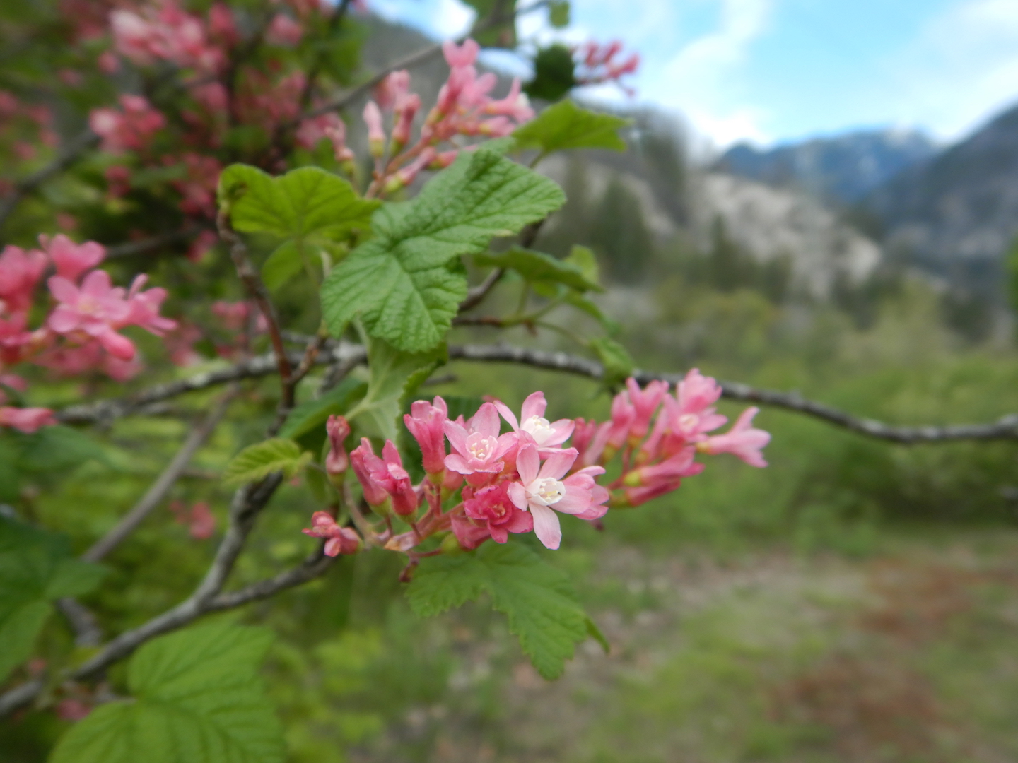 pink flowers on shrub