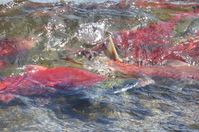 red salmon swimming in shallow water