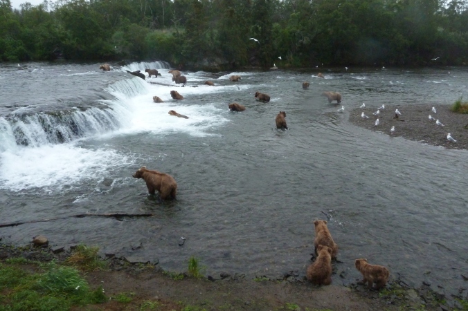 many bears standing and fishing near a waterfall