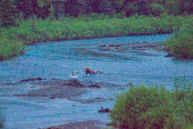 low resolution photo of a bear running at a wolf