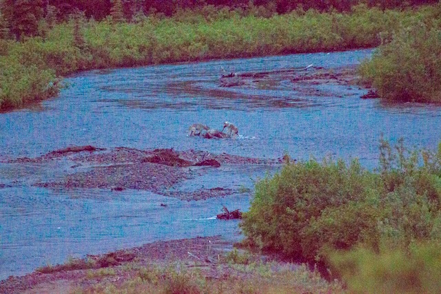 grainy photo of two wolves eating a moose carcass in a creek