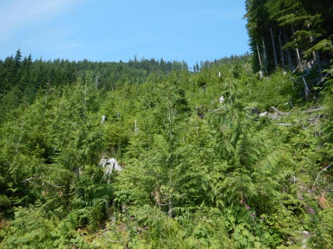 view of short trees caused by avalanche