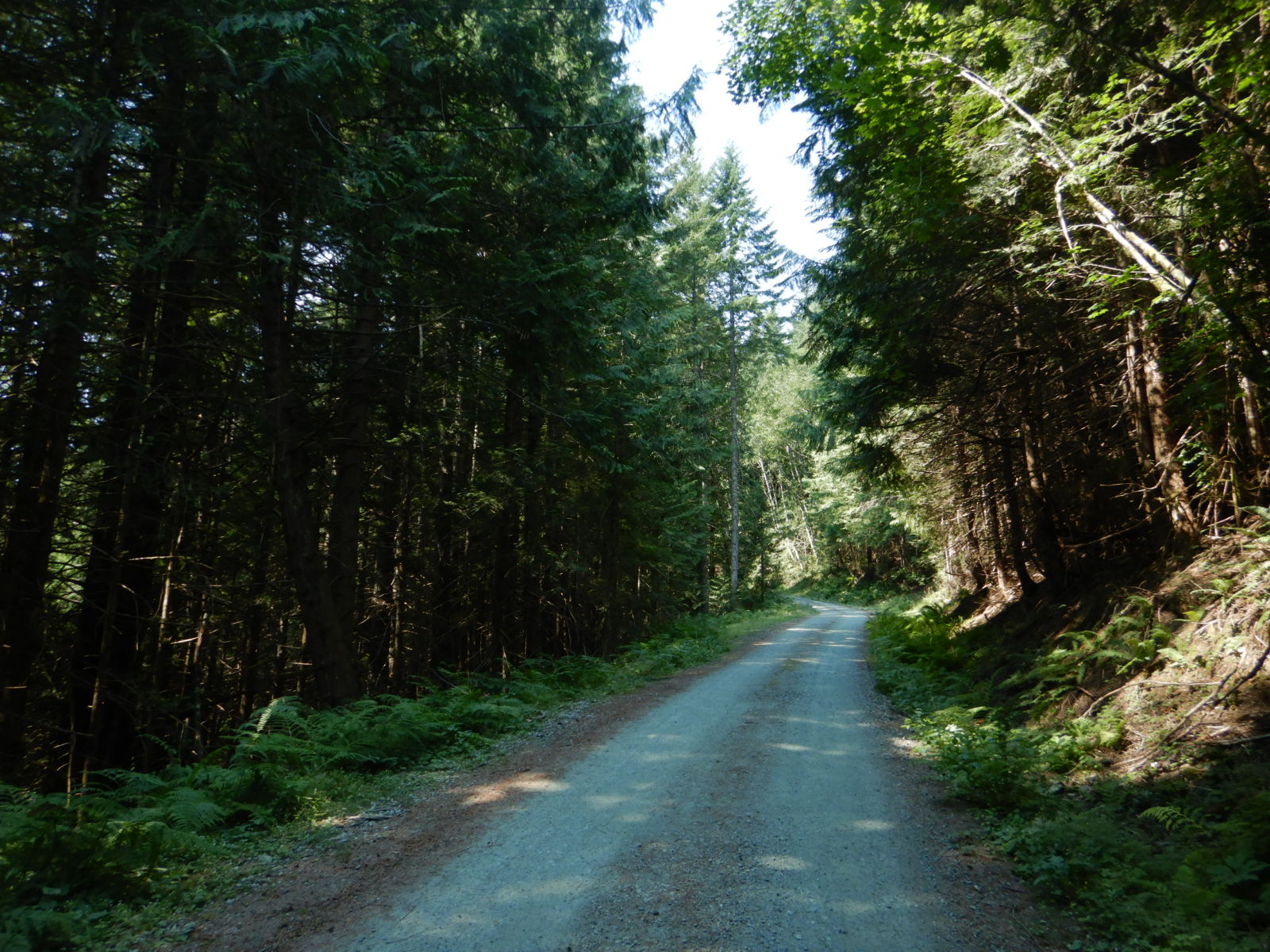 view of dirt road lined with thick forest