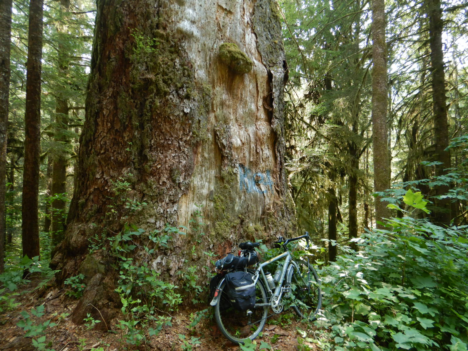 bicycle leaning against bole of large dead tree