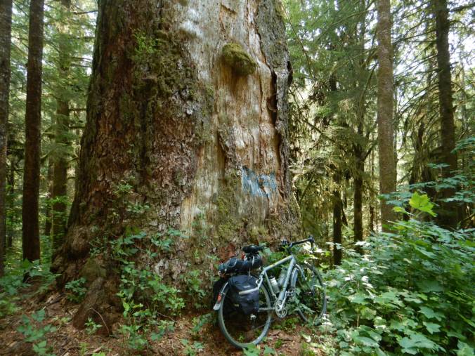 bicycle leaning against bole of large dead tree