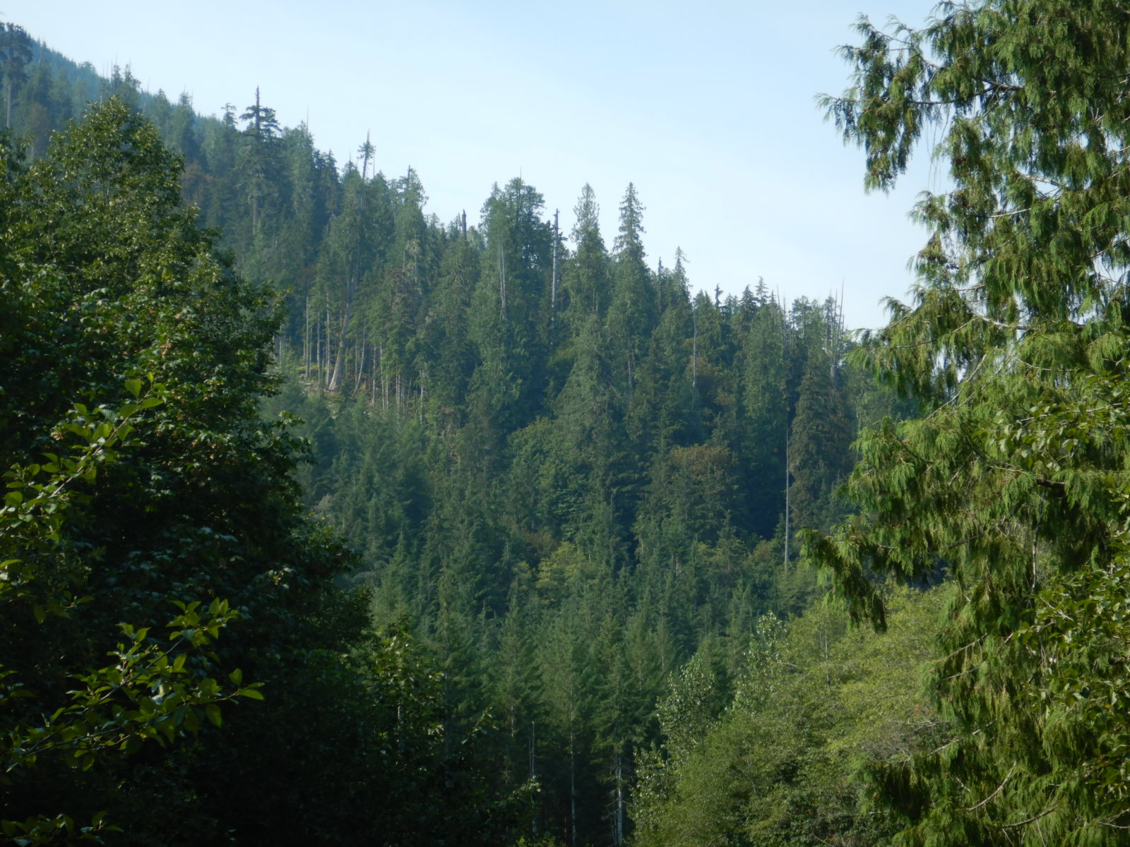 view of forest with tall trees on horizon