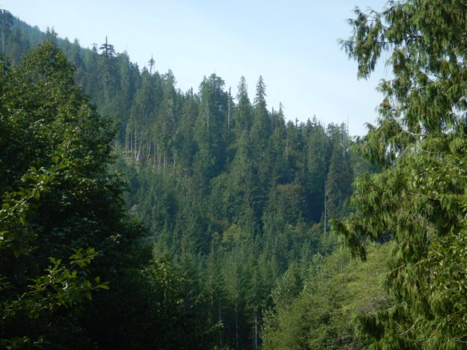 view of forest with tall trees on horizon
