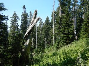 view of high-elevation old-growth forest